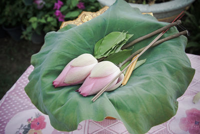 Close-up of pink lotus leaves