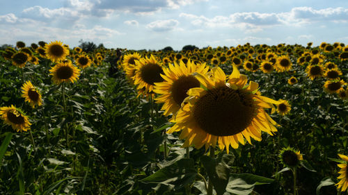 Close-up of yellow flowering plants on field