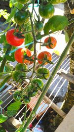 Low angle view of red flowers