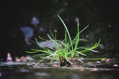 Close-up of plant growing on field