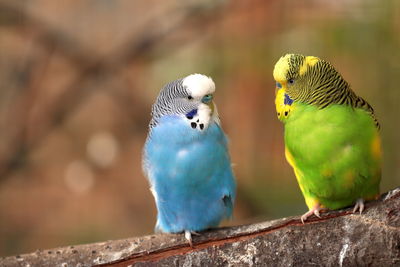 Two birds perching on branch