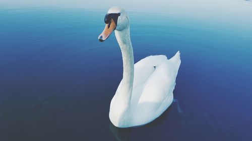 Swan swimming on lake