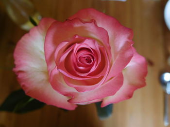 Close-up of pink rose blooming outdoors