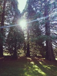 Sun shining through trees in forest