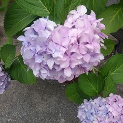 Close-up of purple flowers