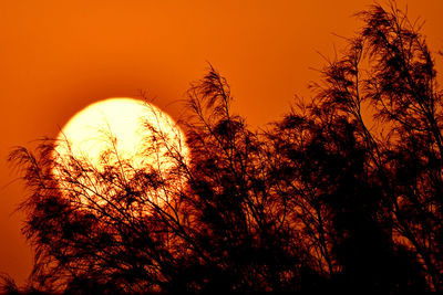 Low angle view of silhouette trees against orange sky