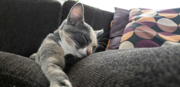 Cat sleeping on bed at home