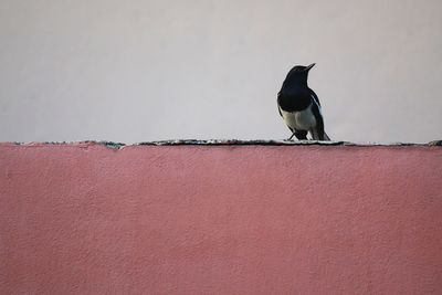 Bird perching on retaining wall