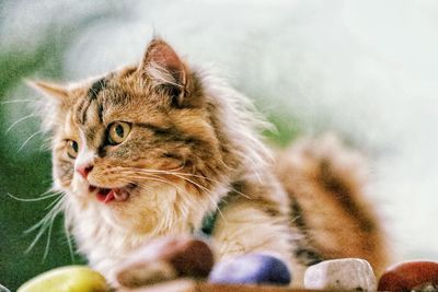 Close-up of a cat looking away