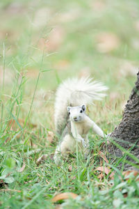 View of an animal on land