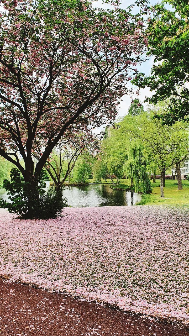 VIEW OF CHERRY BLOSSOM FROM PARK