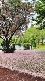 Cherry tree by lake in park