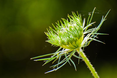 Close-up of succulent plant