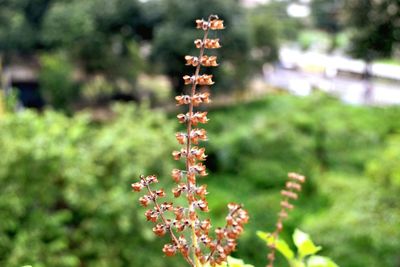 Close-up of flowers against blurred background