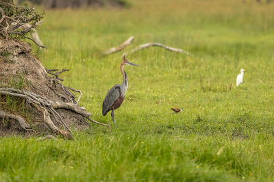 Birds perching on grassy land