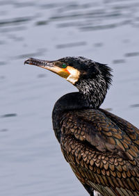 Cormorant close up