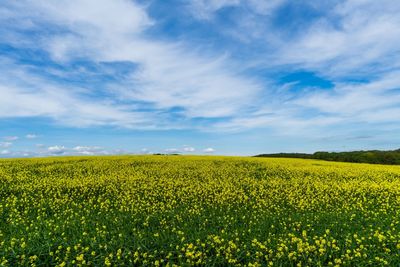 Scenic view of oilseed rape field against sky