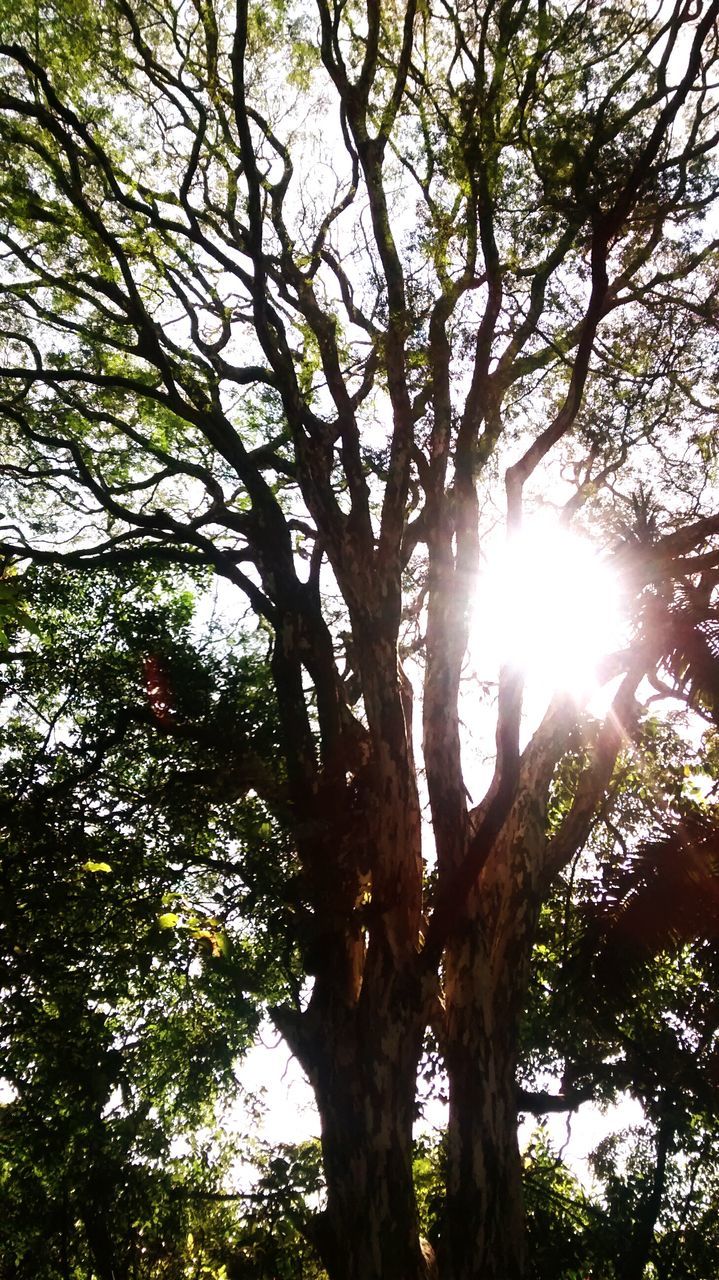 LOW ANGLE VIEW OF HAND TREE AGAINST SUN