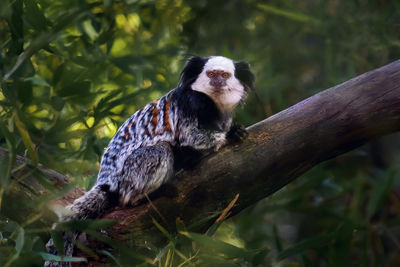 Close-up of monkey