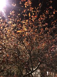 Low angle view of tree at night