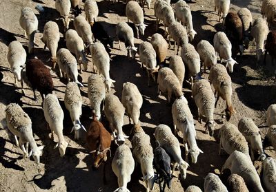 Sheep feeding