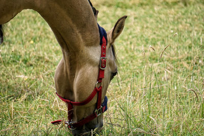 View of a horse on field