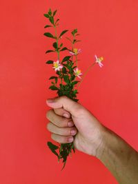 Close-up of hand holding plant against red background