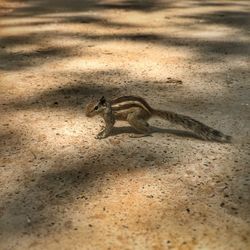 Lizard on sand at beach