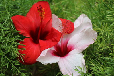 Close-up of red hibiscus blooming outdoors