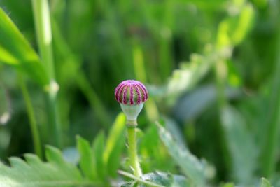 Close-up of red flower on field