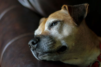 Close-up of dog resting