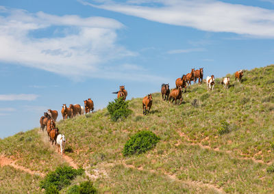 Cows on field against sky