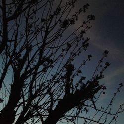 Low angle view of tree against sky