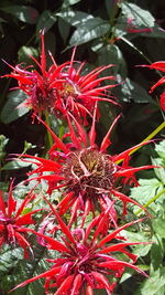 Close-up of red flowers