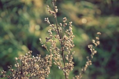 Close-up of plants growing outdoors