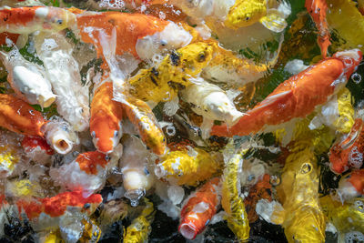 High angle view of koi carps swimming in sea