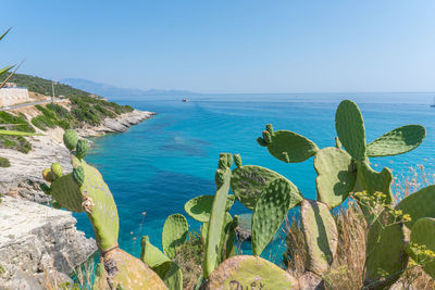 Scenic view of sea against clear blue sky and cactus 