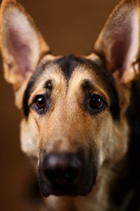 Close-up portrait of dog looking at camera