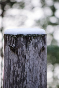 Close-up of insect on tree trunk during winter