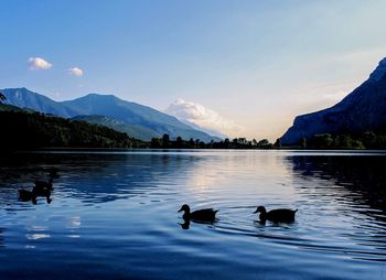 Birds swimming in lake against sky