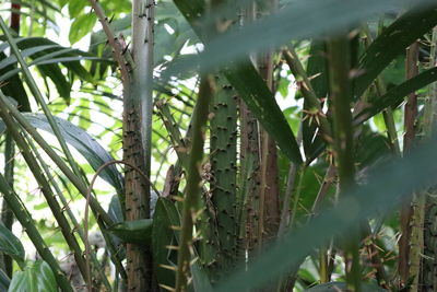 Close-up of a tree
