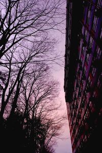 Low angle view of bare trees against sky