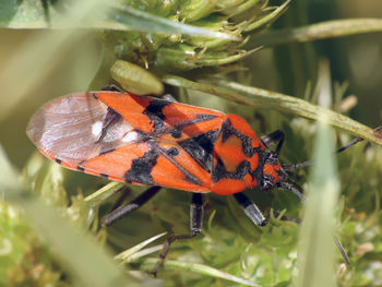 Close-up of butterfly on leaf