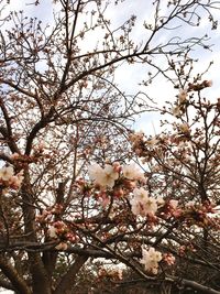 Low angle view of apple blossoms in spring