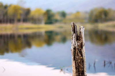 Close-up of driftwood on tree by lake