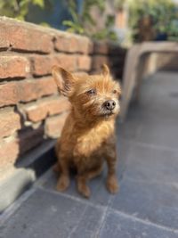 Portrait of dog