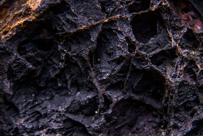 Detail shot of tree trunk