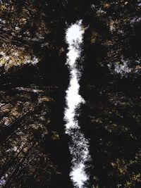 Trees in forest against sky at night