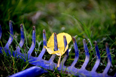 Close-up of blue rake with autumn leaf on grassy field