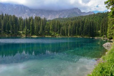 Scenic view of pine trees by lake against sky